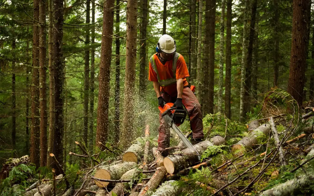 Forstwirtschaft, Holzpellets und Klimaschutz – passt das zusammen?